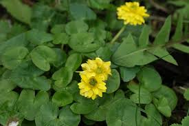 Attēlu rezultāti vaicājumam “Ficaria verna flower”