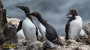 Image result for Uria aalge