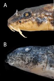 Attēlu rezultāti vaicājumam “Barbatula barbatula”