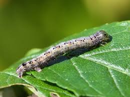 Attēlu rezultāti vaicājumam “Charissa ambiguata”