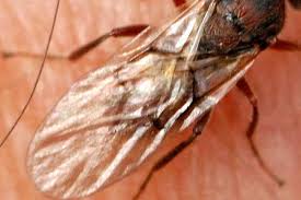 Attēlu rezultāti vaicājumam “Andricus foecundatrix”