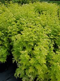 Image result for Tanacetum parthenium