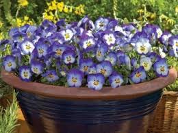 Attēlu rezultāti vaicājumam “Viola x williamsii”