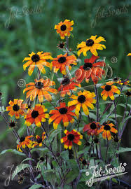 Image result for Rudbeckia Paradisio