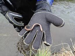 Image result for Lethenteron camtschaticum