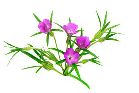 Image result for Kornrade