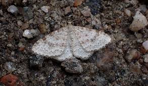 Attēlu rezultāti vaicājumam “Hydrelia sylvata”