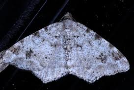 Attēlu rezultāti vaicājumam “Macaria signaria”