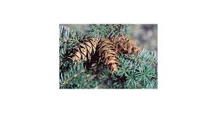 Attēlu rezultāti vaicājumam “Pseudotsuga menziesii fruit”