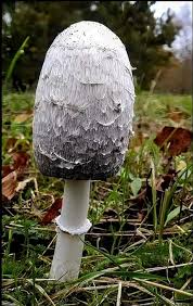 Attēlu rezultāti vaicājumam “Collaria rubens spores”