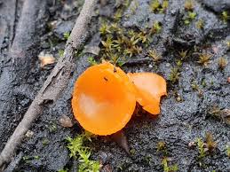 Attēlu rezultāti vaicājumam “Melastiza chateri”