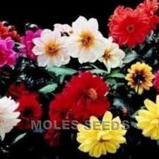 Image result for Dahlia `Red Skin`