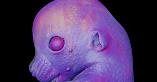 Attēlu rezultāti vaicājumam “Diderma tigrinum macro”