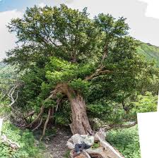 Attēlu rezultāti vaicājumam “Taxus wallichiana”