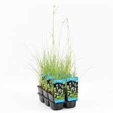 Attēlu rezultāti vaicājumam “Eriophorum angustifolium fruit”