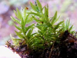 Attēlu rezultāti vaicājumam “Plagiomnium undulatum”