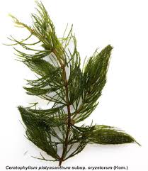 Attēlu rezultāti vaicājumam “Ceratophyllum submersum leaf”