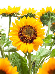 Image result for Sonnenblume