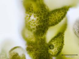 Attēlu rezultāti vaicājumam “Lejeunea cavifolia”