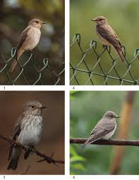 Attēlu rezultāti vaicājumam “Muscicapa striata”