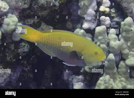 Image result for Chlorurus gibbus