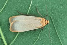 Attēlu rezultāti vaicājumam “Eilema depressa”