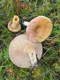 Attēlu rezultāti vaicājumam “Lactarius”
