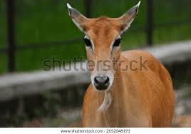 Attēlu rezultāti vaicājumam “Rusina ferruginea female”