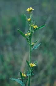 Attēlu rezultāti vaicājumam “Sisymbrium loeselii leaf”