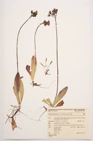 Attēlu rezultāti vaicājumam “Pilosella aurantiaca”