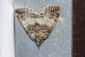 Attēlu rezultāti vaicājumam “Hydriomena impluviata”