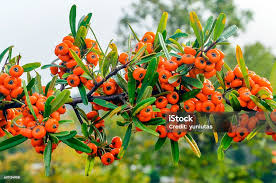 Attēlu rezultāti vaicājumam “Hippophae rhamnoides leaf”
