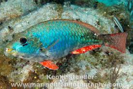 Image result for Sparisoma aurofrenatum