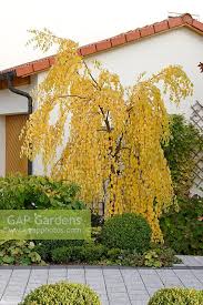 Attēlu rezultāti vaicājumam “Betula pendula Youngii”