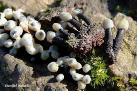 Attēlu rezultāti vaicājumam “Holwaya mucida”