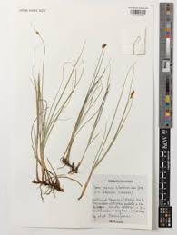 Attēlu rezultāti vaicājumam “Carex pilulifera”