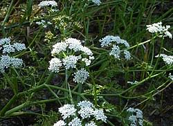 Attēlu rezultāti vaicājumam “Oenanthe aquatica flower”