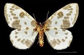 Attēlu rezultāti vaicājumam “Abraxas sylvata”