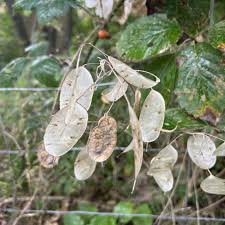 Attēlu rezultāti vaicājumam “Lunaria rediviva bud”