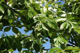 Attēlu rezultāti vaicājumam “Sorbus aria”