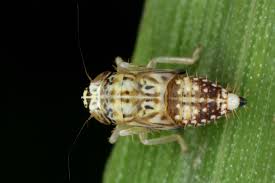 Attēlu rezultāti vaicājumam “Lamprotettix nitidulus”