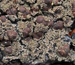 Attēlu rezultāti vaicājumam “Parmeliella triptophylla”