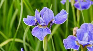 Attēlu rezultāti vaicājumam “Iris sibirica leaf”