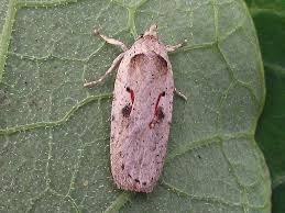 Attēlu rezultāti vaicājumam “Agonopterix ocellana”