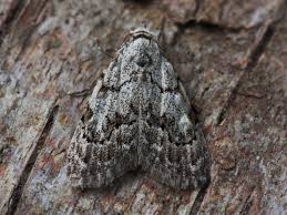 Attēlu rezultāti vaicājumam “Nola confusalis”