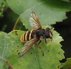 Attēlu rezultāti vaicājumam “Sericomyia sp.”