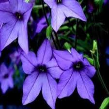Image result for Nicotiana x sanderae `Perfume`F1