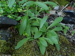 Attēlu rezultāti vaicājumam “Erigeron acris flower”