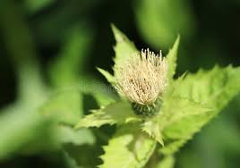 Attēlu rezultāti vaicājumam “Cirsium oleraceum flower”