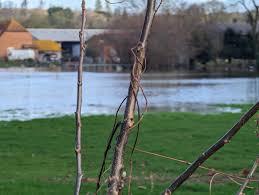 Image result for Hurley Cricket Club